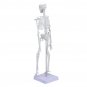 45cm Human Anatomical Anatomy Skeleton Learn Aid Human Skeletal Model