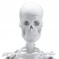 45cm Human Anatomical Anatomy Skeleton Learn Aid Human Skeletal Model