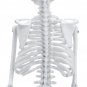 45cm Human Anatomical Anatomy Skeleton Learn Aid Human Skeletal Model