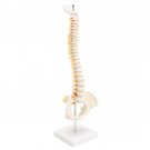 Spine Anatomical Model With Pelvis Femur Heads 1/2 Life Size Lab Equipment Detailed Vertebral Column