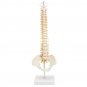 Spine Anatomical Model With Pelvis Femur Heads 1/2 Life Size Lab Equipment Detailed Vertebral Column