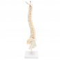 Spine Anatomical Model With Pelvis Femur Heads 1/2 Life Size Lab Equipment Detailed Vertebral Column
