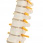 Spine Anatomical Model With Pelvis Femur Heads 1/2 Life Size Lab Equipment Detailed Vertebral Column