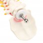 Spine Anatomical Model With Pelvis Femur Heads 1/2 Life Size Lab Equipment Detailed Vertebral Column