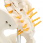 Spine Anatomical Model With Pelvis Femur Heads 1/2 Life Size Lab Equipment Detailed Vertebral Column