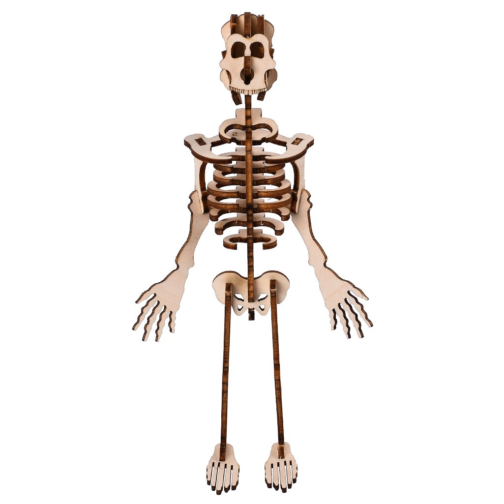 DIY Human Bone Model Intelligence Training Building Block Human Bone Model Blocks Toys