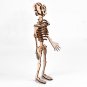 DIY Human Bone Model Intelligence Training Building Block Human Bone Model Blocks Toys