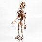 DIY Human Bone Model Intelligence Training Building Block Human Bone Model Blocks Toys