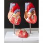 Life Size Human Heart Model Anatomical Cardiac Model Learning Lab Supplies Medical Model