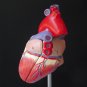 Life Size Human Heart Model Anatomical Cardiac Model Learning Lab Supplies Medical Model