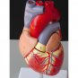 Life Size Human Heart Model Anatomical Cardiac Model Learning Lab Supplies Medical Model