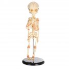 36cm Human Baby Fetus Skeleton Specimen Halloween Prop Horror Sideshow Freak Medical Model