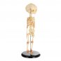 36cm Human Baby Fetus Skeleton Specimen Halloween Prop Horror Sideshow Freak Medical Model