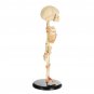 36cm Human Baby Fetus Skeleton Specimen Halloween Prop Horror Sideshow Freak Medical Model