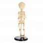 36cm Human Baby Fetus Skeleton Specimen Halloween Prop Horror Sideshow Freak Medical Model