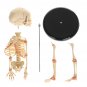 36cm Human Baby Fetus Skeleton Specimen Halloween Prop Horror Sideshow Freak Medical Model
