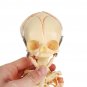36cm Human Baby Fetus Skeleton Specimen Halloween Prop Horror Sideshow Freak Medical Model