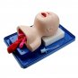 Intubation Manikin Study Teaching Model Baby Infant Airway Management Trainer Medical Model
