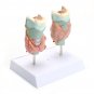 Human Anatomical Thyroid Gland Pathology Anatomy Medical Teaching Model