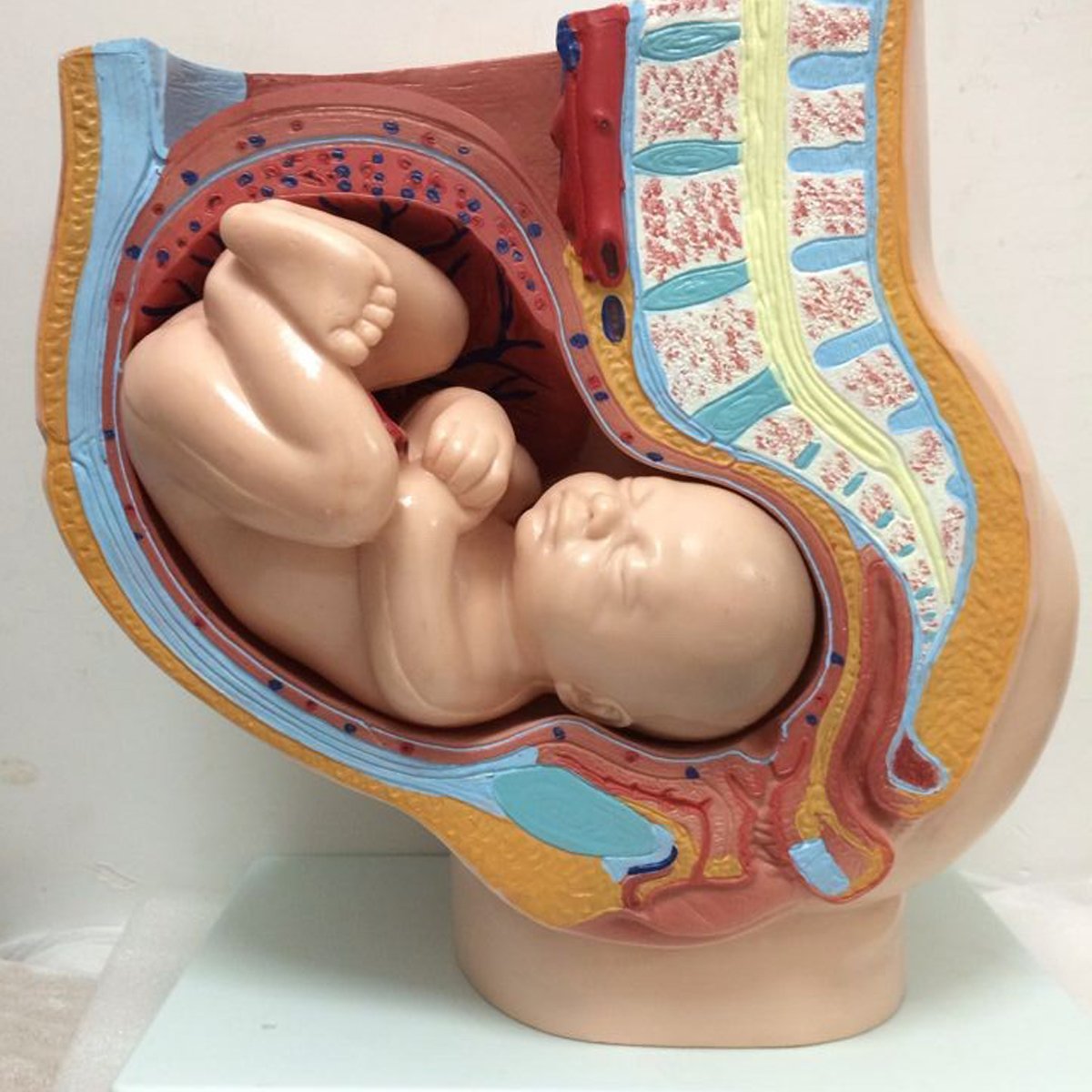 Professional Female Pelvis Pelvic Cross Section Pregnant Foetus 40 Weeks Medical Model Teaching