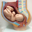 Professional Female Pelvis Pelvic Cross Section Pregnant Foetus 40 Weeks Medical Model Teaching