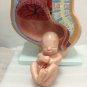 Professional Female Pelvis Pelvic Cross Section Pregnant Foetus 40 Weeks Medical Model Teaching