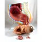 Professional Female Pelvis Pelvic Cross Section Pregnant Foetus 40 Weeks Medical Model Teaching