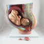 Professional Female Pelvis Pelvic Cross Section Pregnant Foetus 40 Weeks Medical Model Teaching