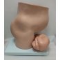 Professional Female Pelvis Pelvic Cross Section Pregnant Foetus 40 Weeks Medical Model Teaching