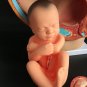 Professional Female Pelvis Pelvic Cross Section Pregnant Foetus 40 Weeks Medical Model Teaching