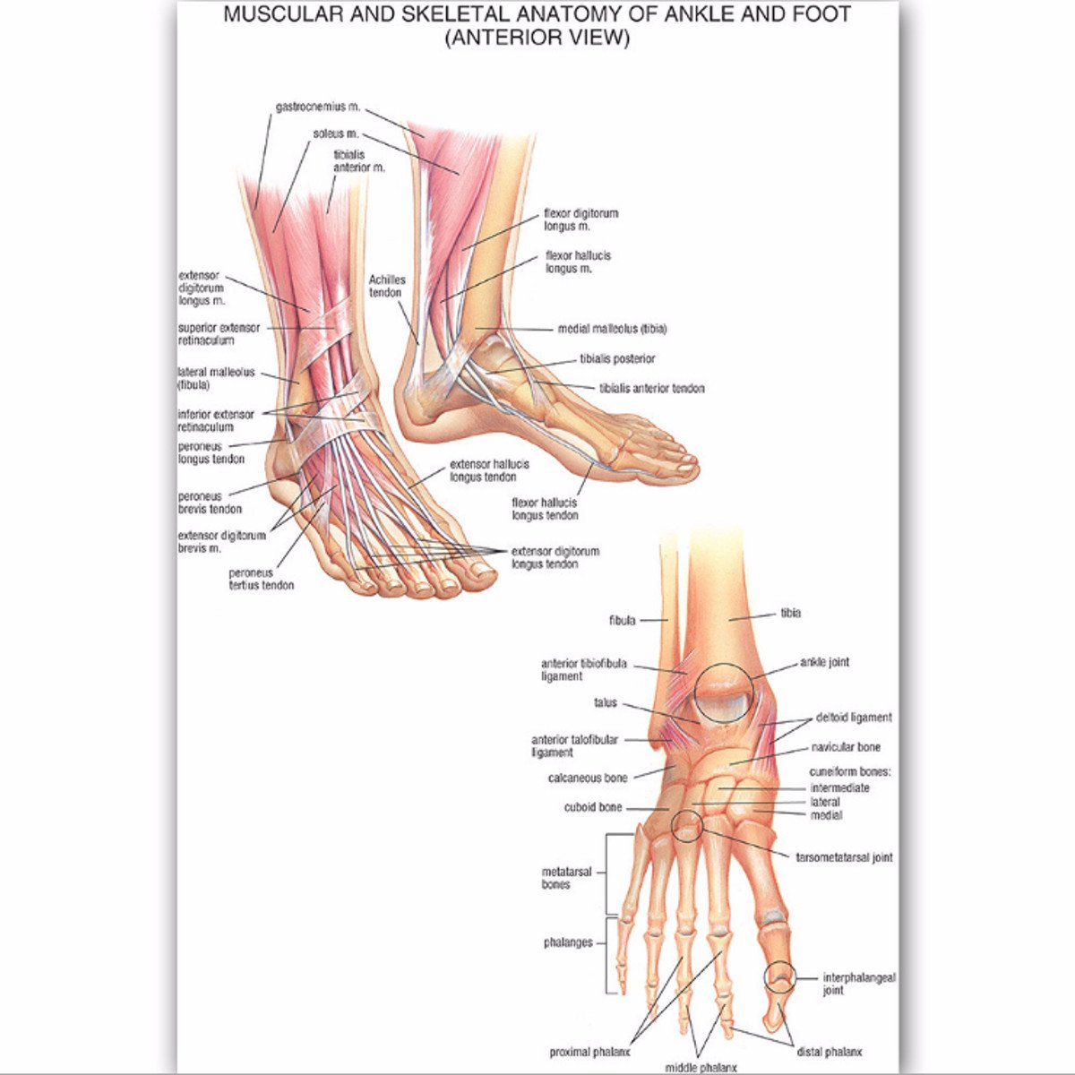 Muscular Skeletal Ankle Poster Silk Cloth Chart Human Body Anatomy Educational Home Decor