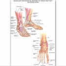 Muscular Skeletal Ankle Poster Silk Cloth Chart Human Body Anatomy Educational Home Decor