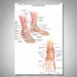 Muscular Skeletal Ankle Poster Silk Cloth Chart Human Body Anatomy Educational Home Decor