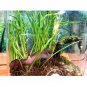 Acrylic Clear Plant Pet Feeding Tank Empty Box Reptile Insect Breeding Box Cage Decorations