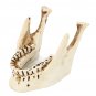 Xenomorph Alien Movie Skull Resin Heteromorphosis Sketch Model Home Decor Toys Bar