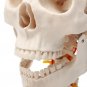 Life Size Human Adult Skull Model Cervical Spine Skeleton Model Anatomy Medical Model