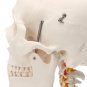 Life Size Human Adult Skull Model Cervical Spine Skeleton Model Anatomy Medical Model