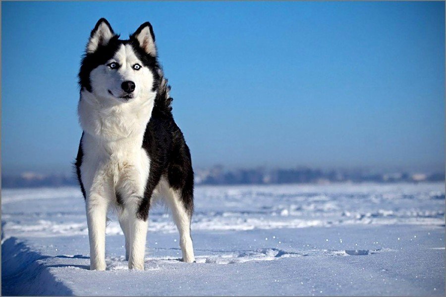 Snow Scenery Siberian Husky Dog Fabric Silk Posters And Prints Wall Art 24x36 Inches