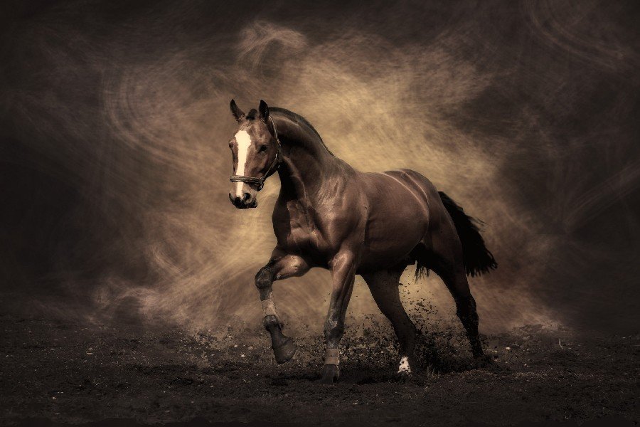 Strong Horse Running Wild Animal Fabric Silk Posters And Prints Wall Art 24x36 Inches