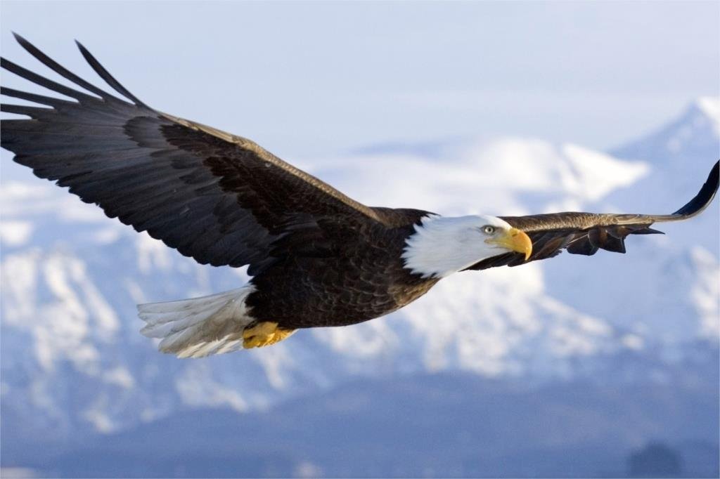 Flying Mighty Eagle Hawks Animal Fabric Silk Posters And Prints Home Decor Wall Art 24x36 Inch