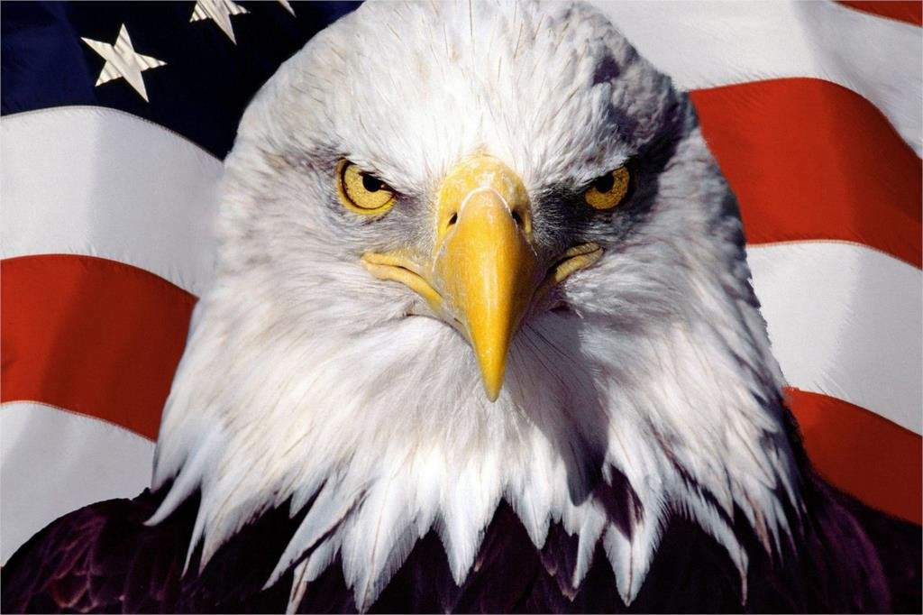 USA Flag Eagle Hawks Animal Fabric Silk Posters And Prints Home Decor Wall Art 24x36 Inch