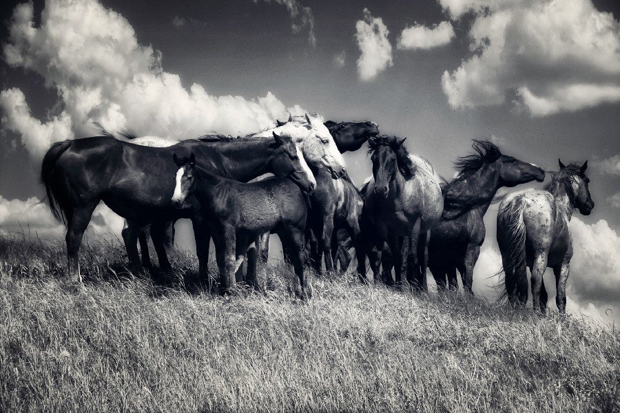 Black And White Horses Animal Fabric Silk Posters And Prints Home Decor Wall Art 24x36 Inch