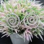 Hill Tribe Fine Sterling Silver Earrings Spring Roll Spiral Filigree Round Hoops