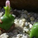 25Pcs A Set C. roodiae subsp. cylindratum Seed prodgf  proqgf