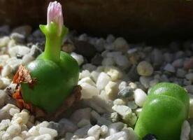 25Pcs A Set C. roodiae subsp. cylindratum Seed prodgf  proqgf