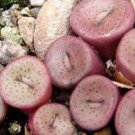 25Pcs A Set C. confusum Flower Seed proqgf