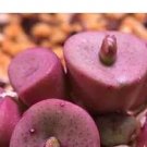 25Pcs A Set conophytum bachelorum x chrisocruxum Seed ProQgf