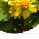 800Pcs a set Melampldium hybrida Flower Seed ProQgf