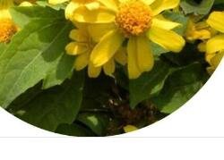 800Pcs a set Melampldium hybrida Flower Seed ProQgf