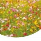 8000Pcs a set mixed random wild flower Seed  ProQgf